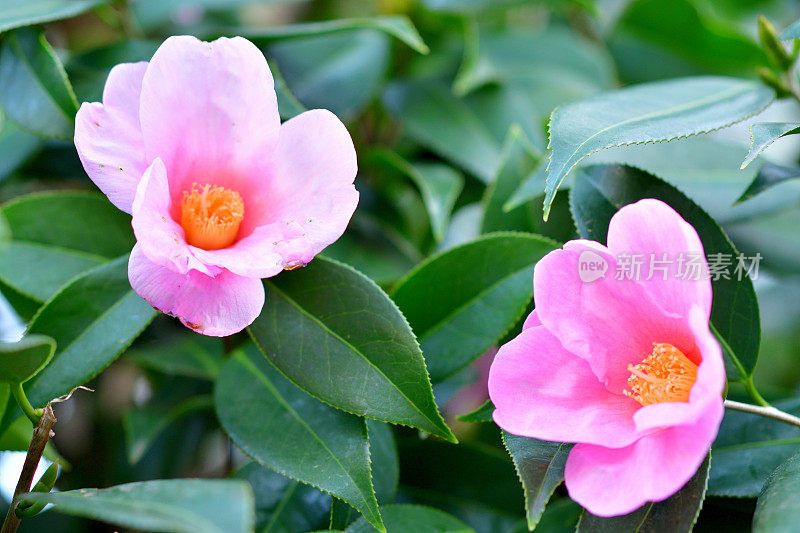 山茶花/日本山茶花花:红色，粉红色和白色